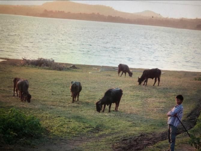 Buffaloes grazing by the lake