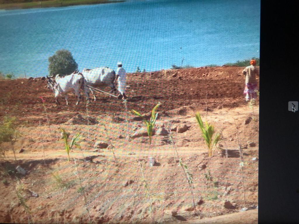 Bullocks ploughing