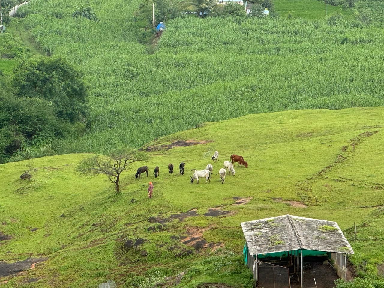Cows and horses grazing on a green hillside