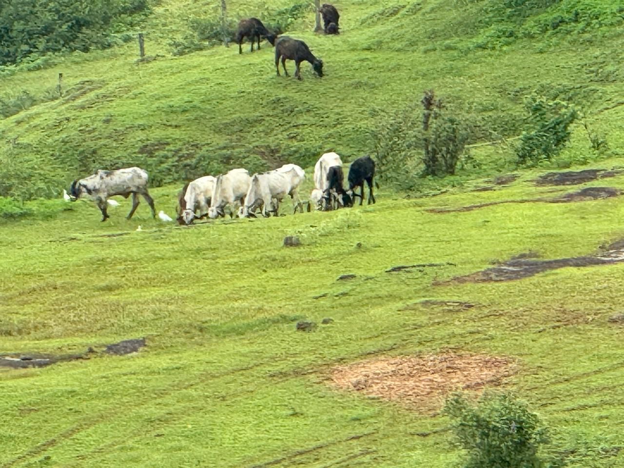 Cows grazing on the monsoon hillside