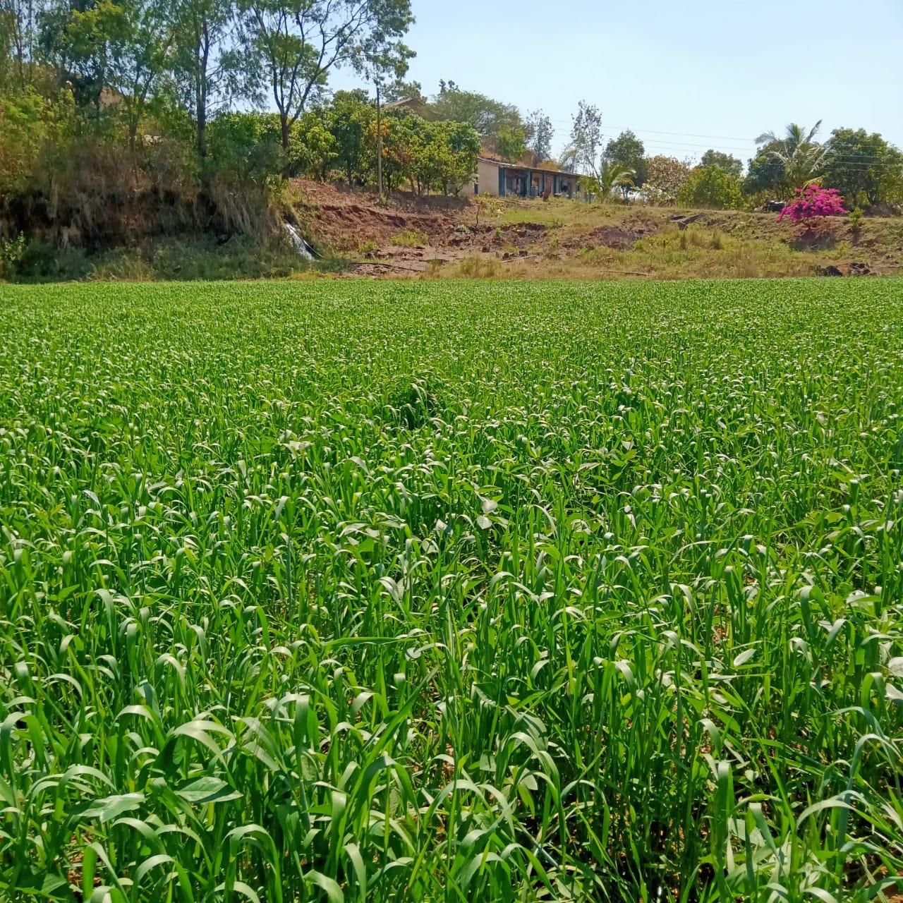 Green crop