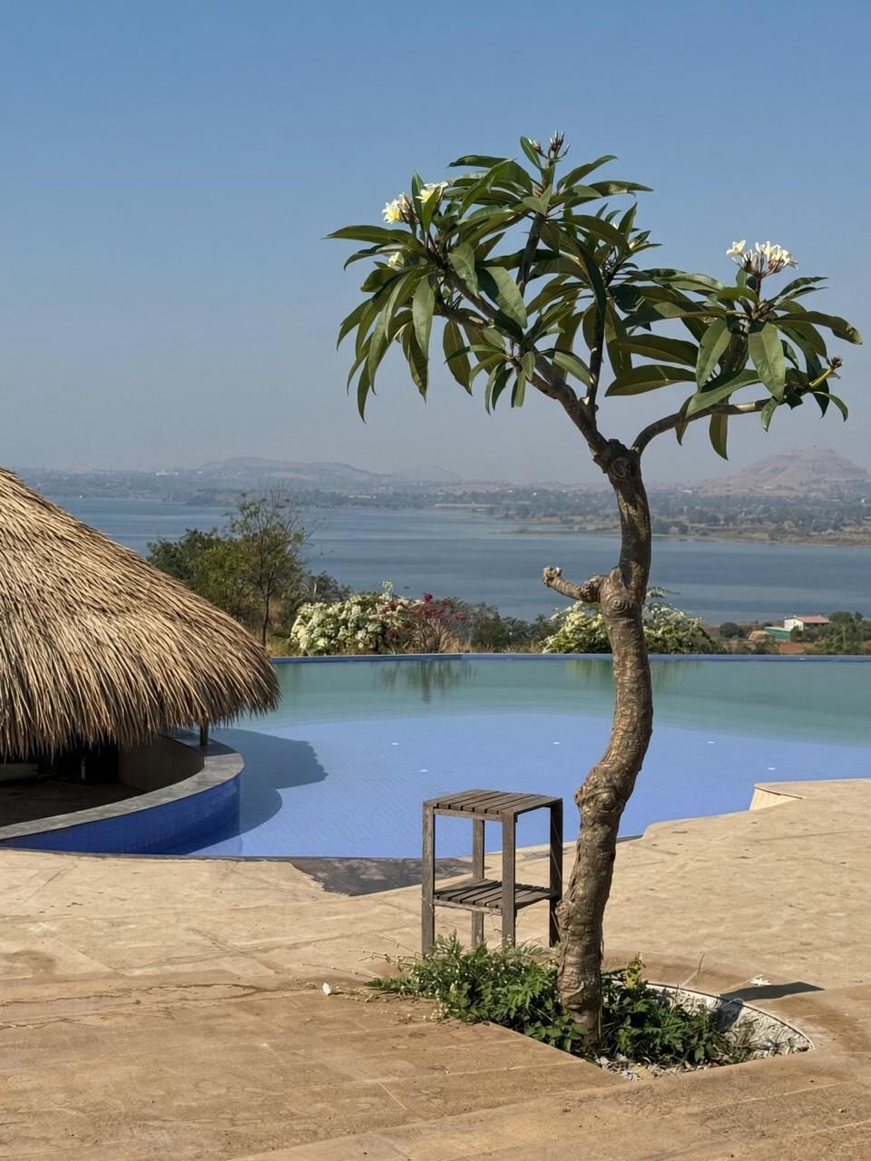 Frangipani and pool