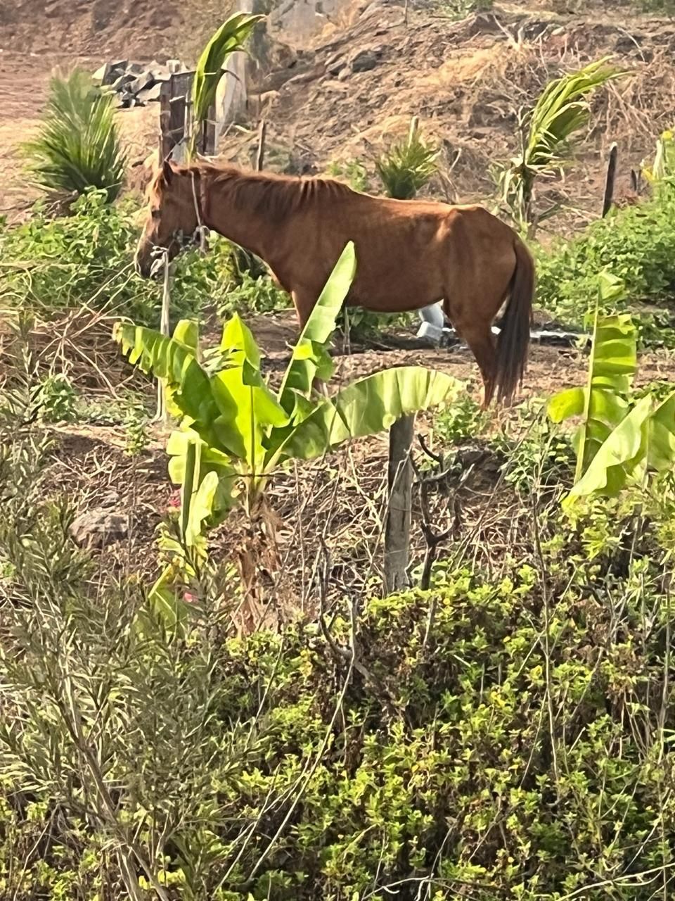 A brown horse grazing