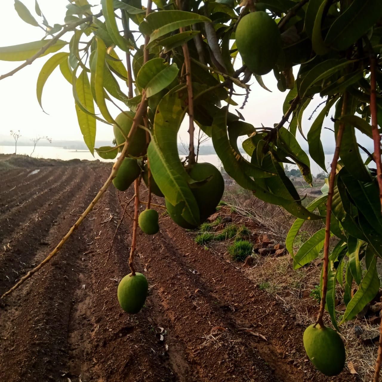Mango tree