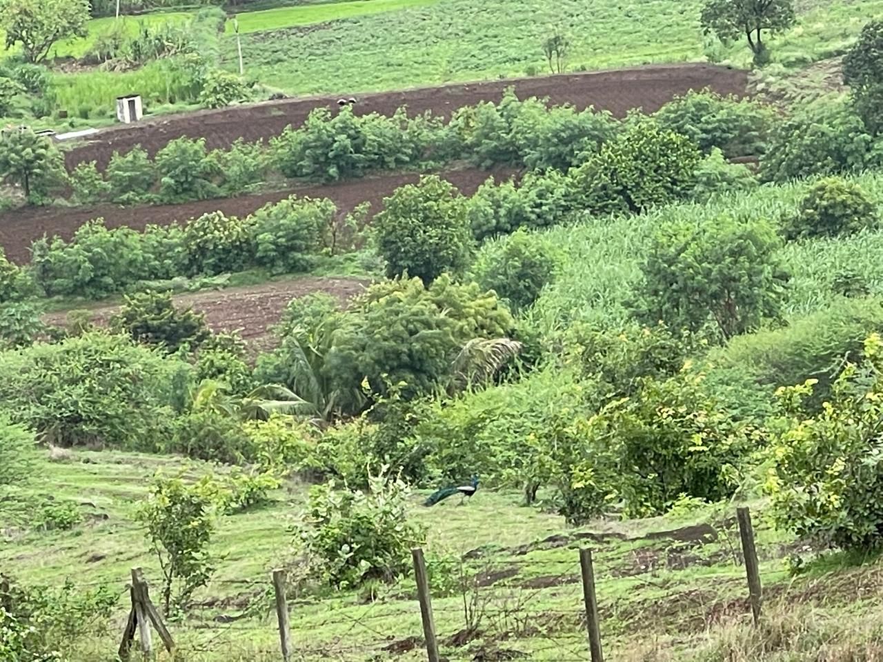 Green terraced orchard