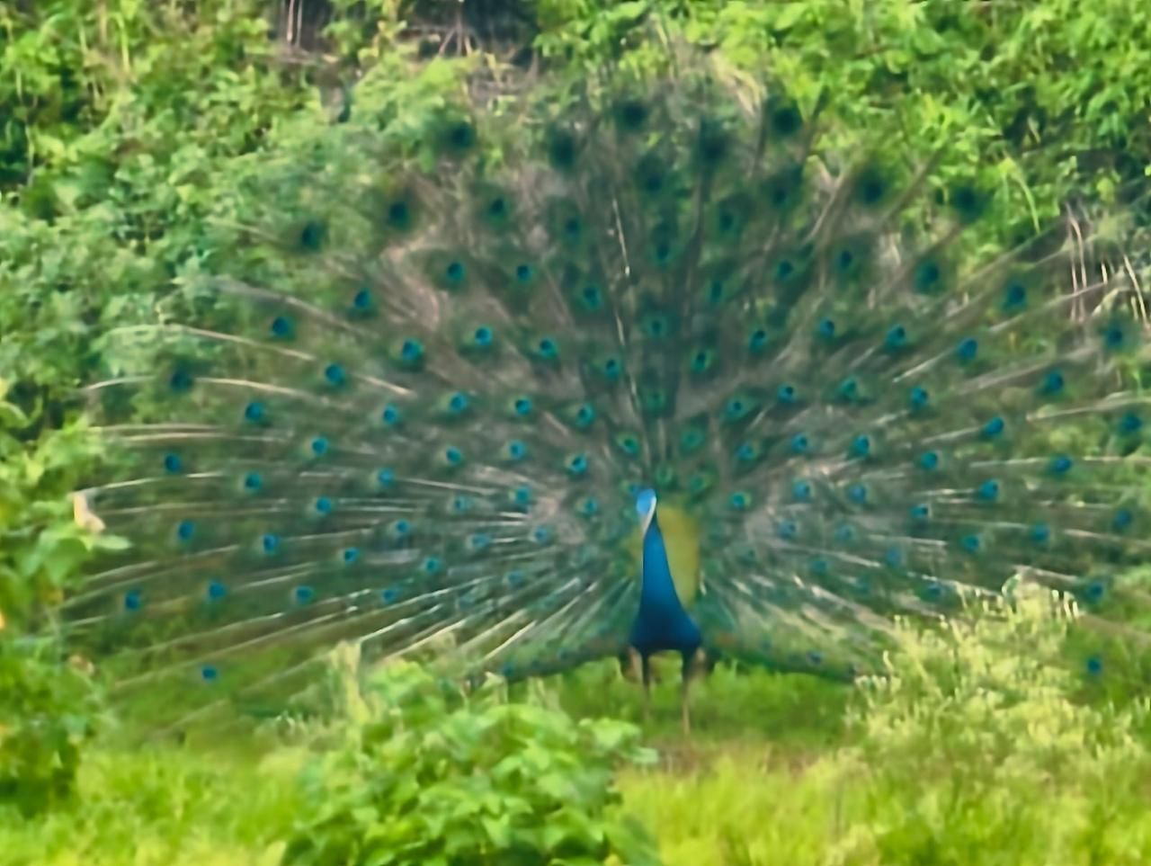 A wild peacock with feathers fanned