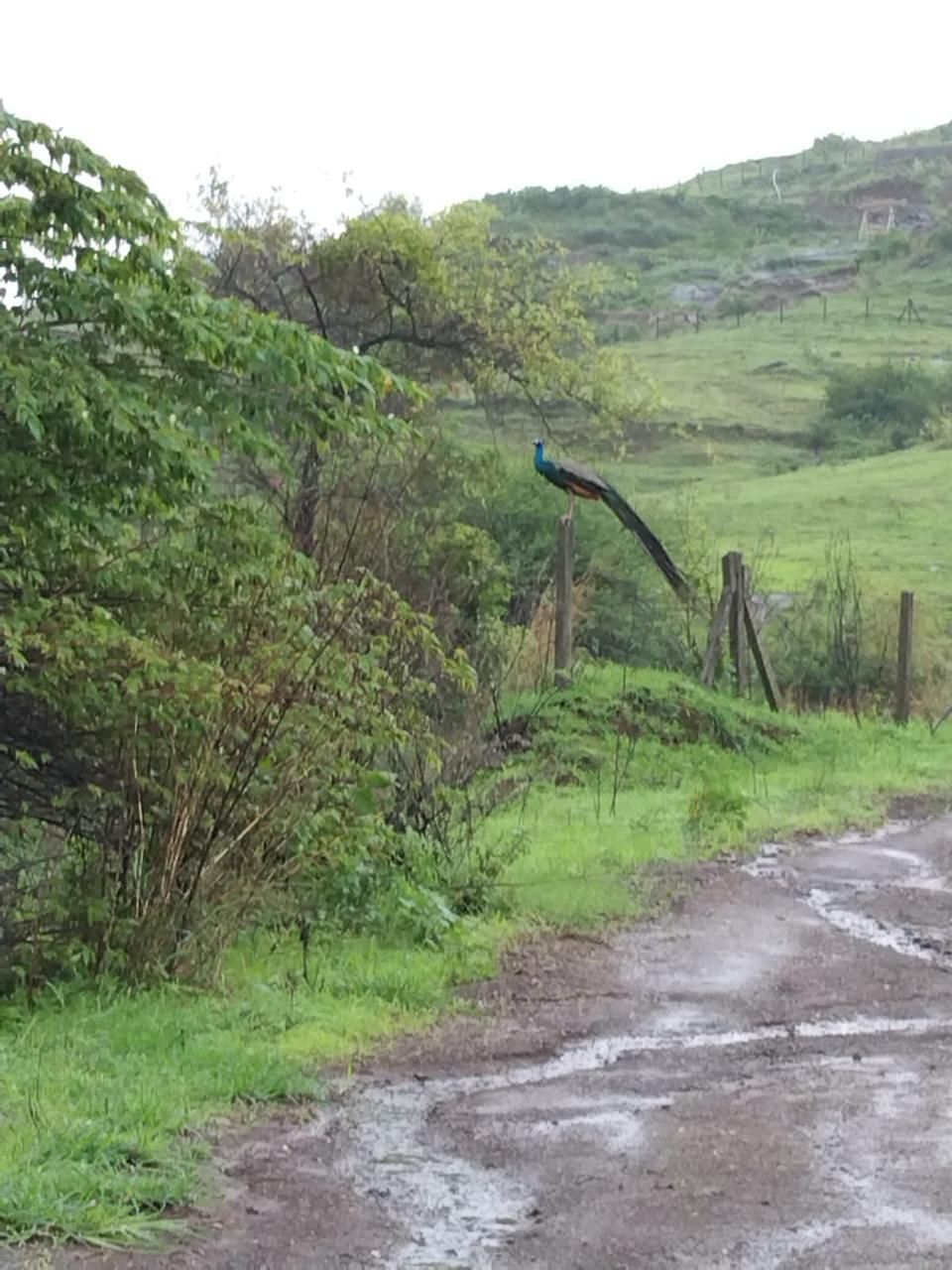 Peacock on a fence along a monsoon track