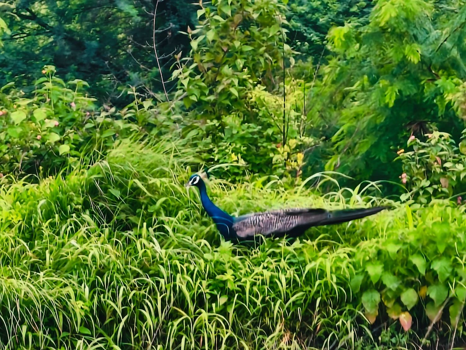 A peacock walking through tall monsoon grass