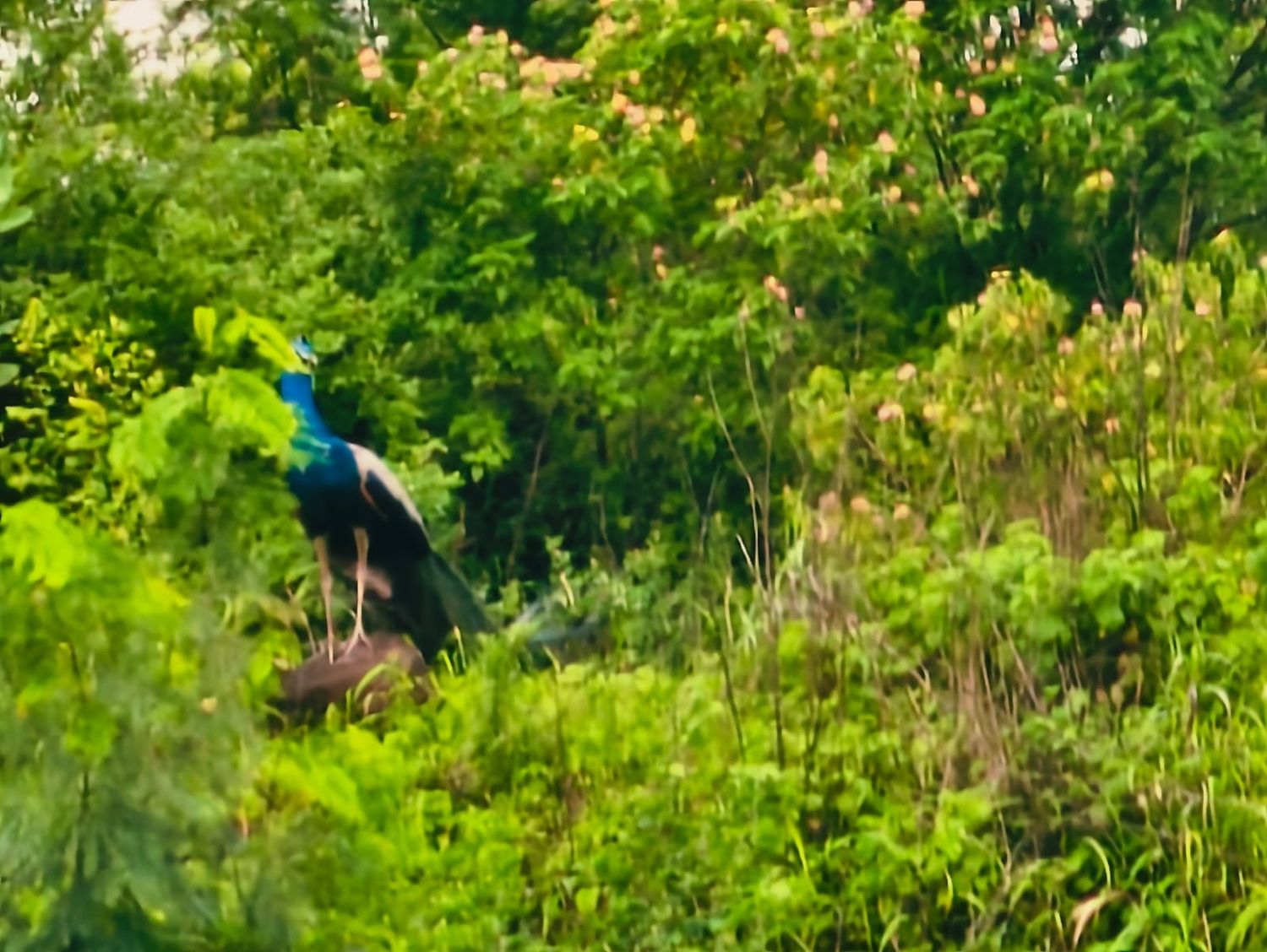 A peacock in green scrub