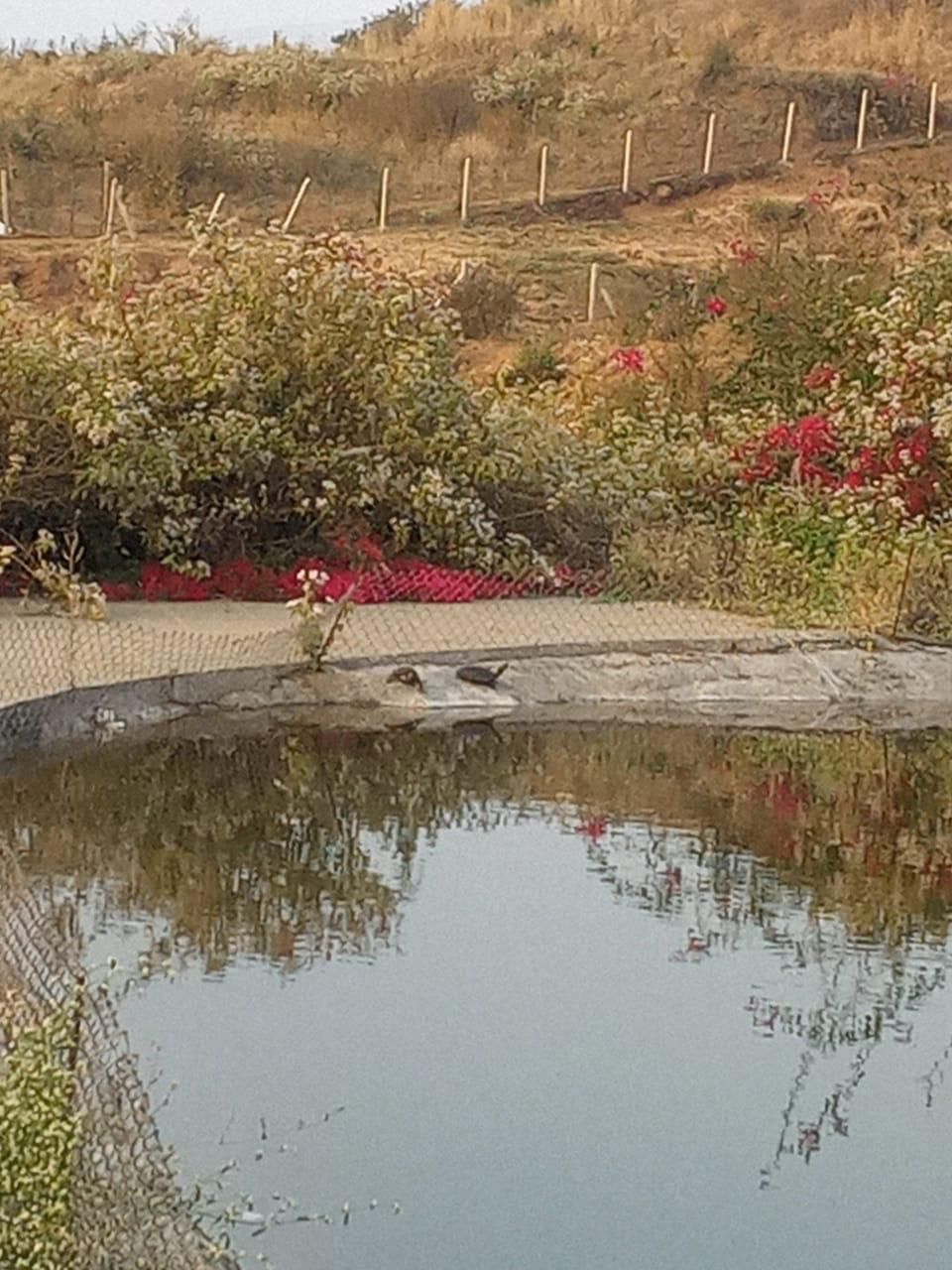 Bougainvillea reflected in the pond