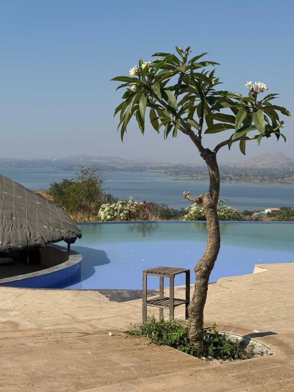 Frangipani tree beside the infinity pool