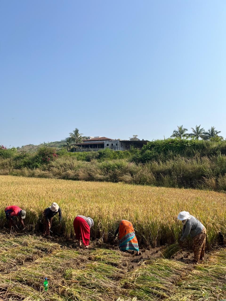Workers harvesting rice