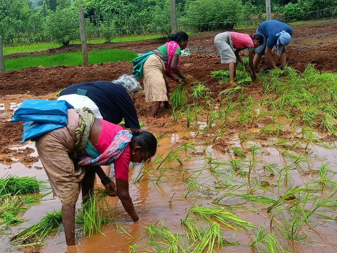 Women planting rice in the paddy