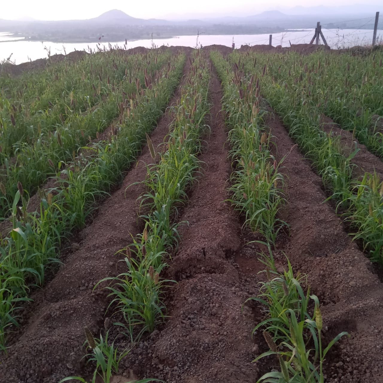 Young sugarcane