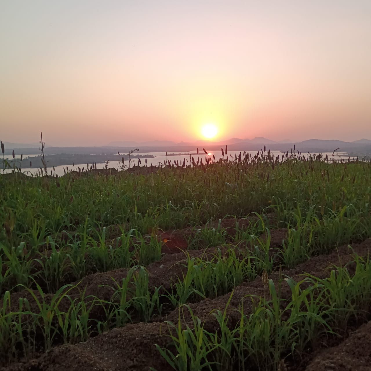 Over the millet