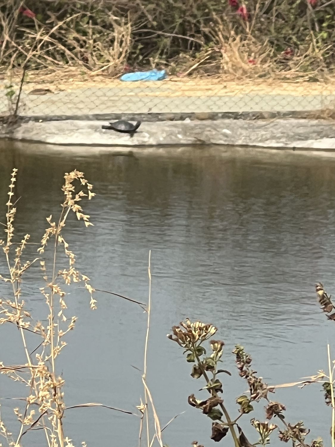 A turtle at the pond edge